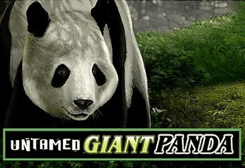 untamed-giant-panda